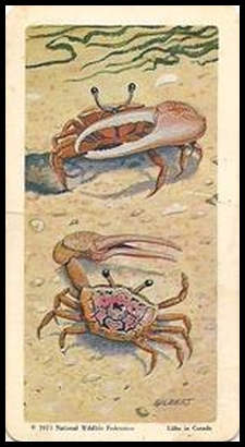 33 Fiddler Crab